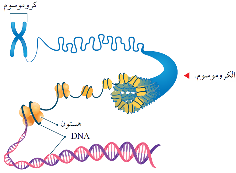 الكروموسومات الكروموسومات